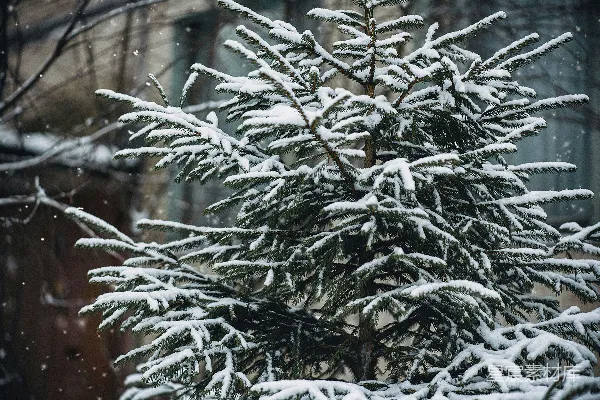 高清摄影 一棵覆盖着白雪的松树前面是一座建筑。