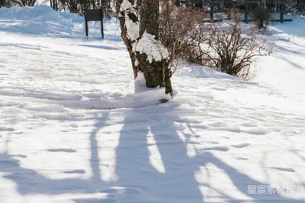 高清摄影 站在雪中的树