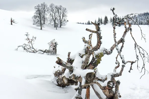 高清摄影 雪覆盖中的树处在一片白雪皑皑的田野中间