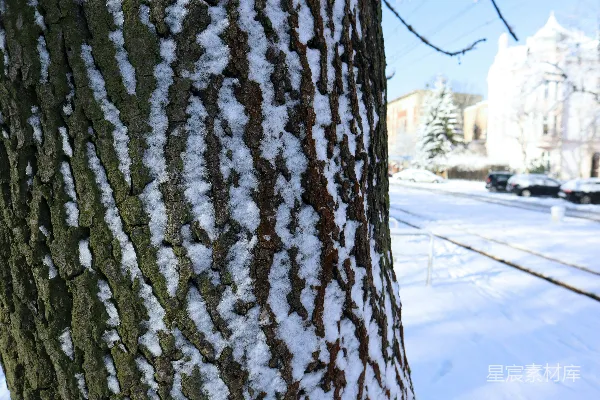 高清摄影 一棵树的特写镜头，上面覆盖着白雪。