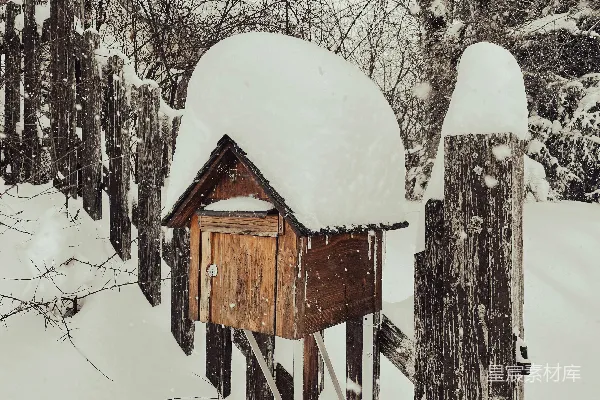 高清摄影 树林中有一只鸟舍被雪覆盖。
