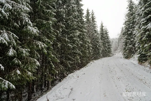 高清摄影 覆盖着白雪的道路两旁是松树。