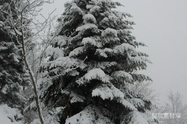 高清摄影 白天覆雪的松树