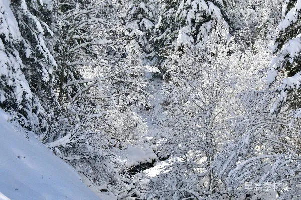 高清摄影 白雪覆盖的森林，树木
