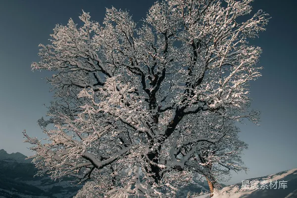 高清摄影 雪覆盖中的树矗立在一片雪地之中