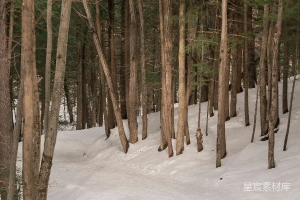 高清摄影 覆盖着白雪的森林里有很多树木