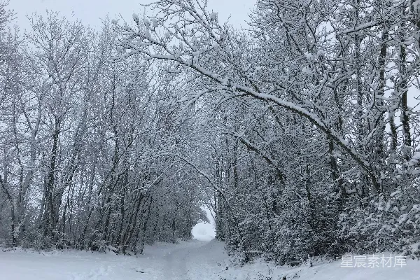 高清摄影 白天雪地上的裸树