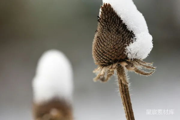 高清摄影 一朵带雪的花特写