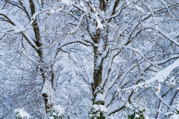 高清摄影 一排覆盖着白雪的树木旁边有一道栅栏
