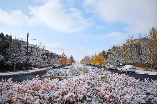 高清摄影 覆盖着白雪的街道，车辆停放在路边。
