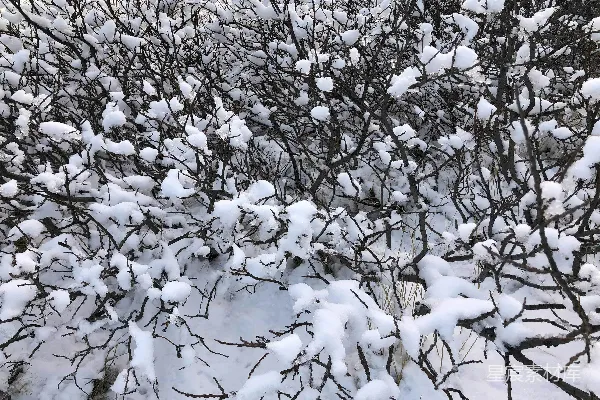 高清摄影 覆盖着白雪的灌木丛，有很多树枝。
