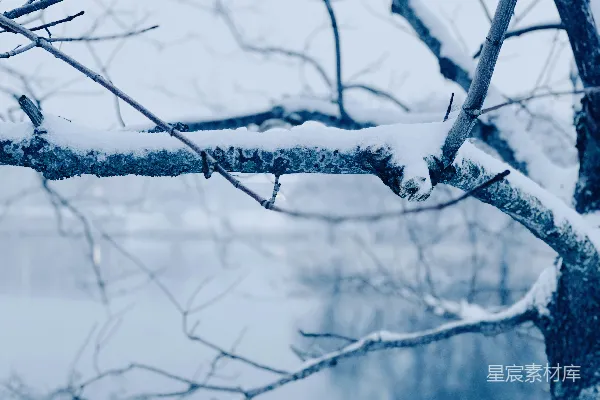 高清摄影 树上长出的一片叶子覆盖着白雪