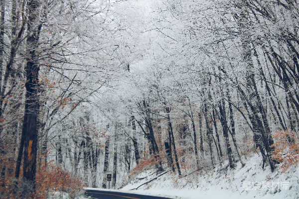 高清摄影 被树木和灌木丛环绕的雪路