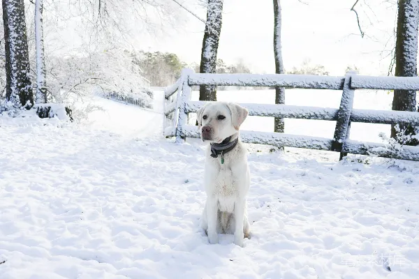 高清摄影 雪地里的白狗