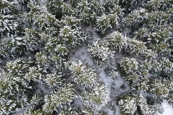 高清摄影 覆盖着白雪的森林俯视图