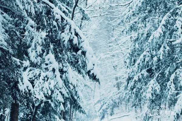 高清摄影 被雪覆盖的道路周围是树木和白雪。