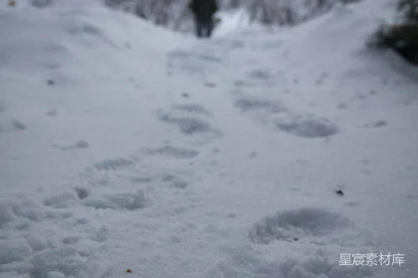 高清摄影 一个行人穿过覆盖着白雪的森林
