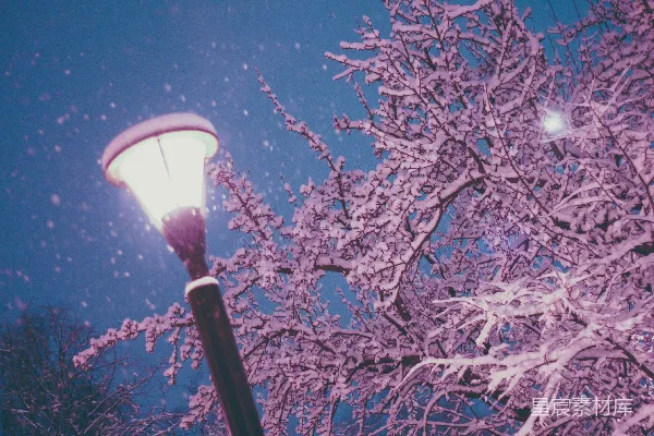 高清摄影 路灯前一棵覆盖着白雪的树