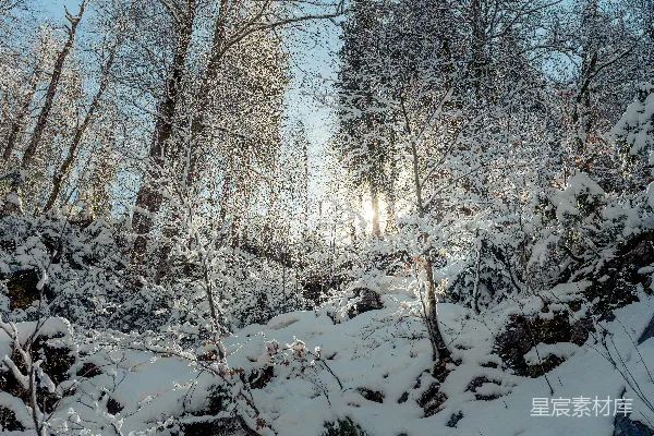 高清摄影 阳光透过雪地里的树丛照射下来。