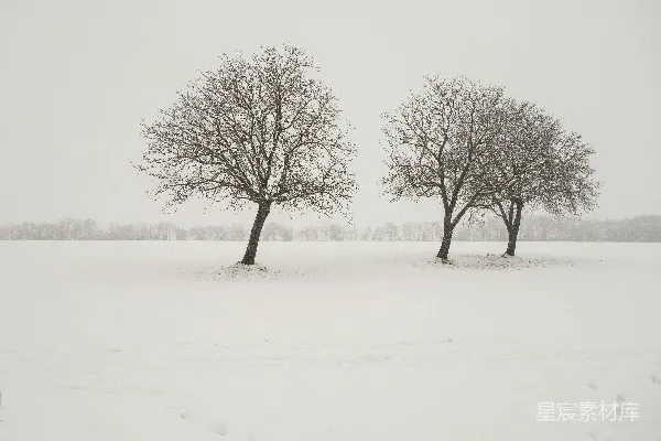 高清摄影 几棵树在雪中