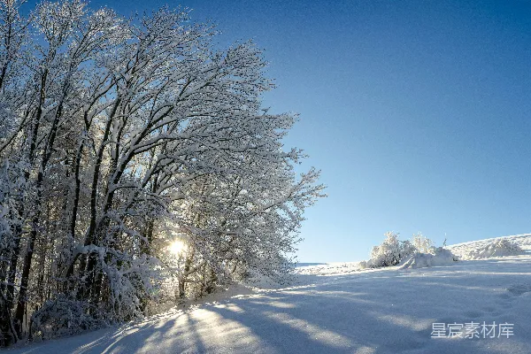 高清摄影 白天树木覆雪