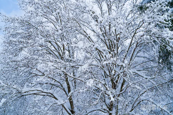高清摄影 森林旁一棵覆盖着白雪的大树