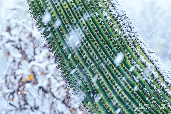 高清摄影 一棵覆盖着白雪的大仙人掌旁边有一棵树。