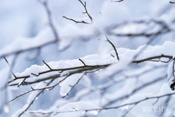 高清摄影 一只鸟栖息在覆盖着白雪的树枝顶端。