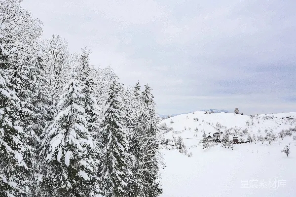 高清摄影 白天树木覆雪
