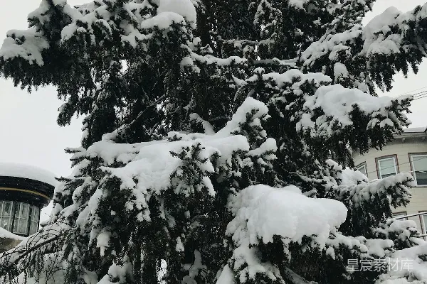 高清摄影 一栋建筑前覆盖着白雪的松树