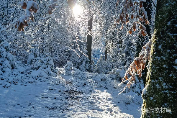 高清摄影 阳光穿透了覆盖着白雪的树木