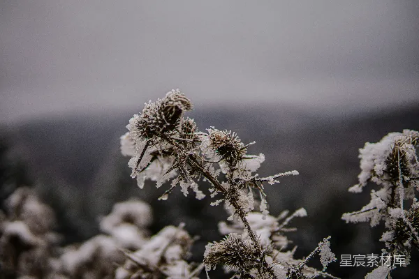 高清摄影 一片覆盖着雪花的植物特写