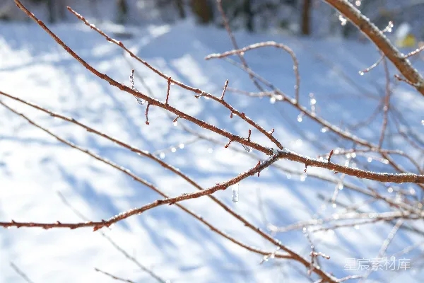 高清摄影 白天积雪覆盖的树干