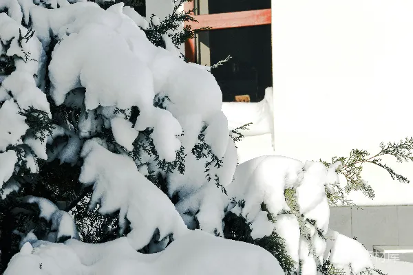 高清摄影 建筑旁边覆盖着白雪的常绿树。