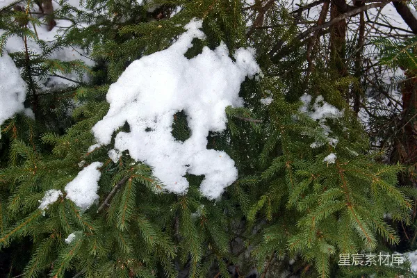 高清摄影 覆盖着白雪的树木