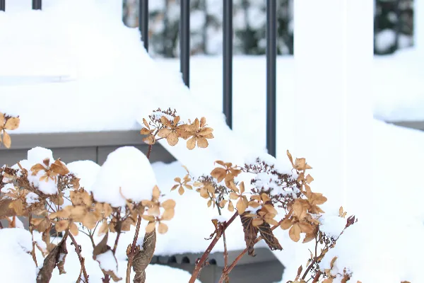 高清摄影 一建筑外的雪覆盖花盆