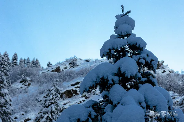高清摄影 雪覆盖的松树矗立在一片白雪皑皑的山中
