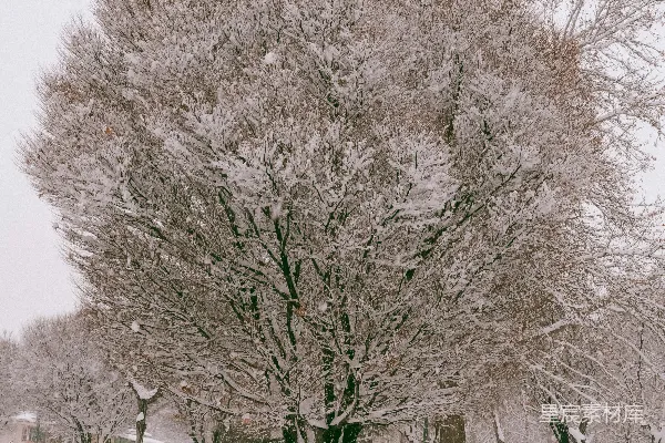 高清摄影 覆盖着白雪的公园里树木和长椅错落有致。