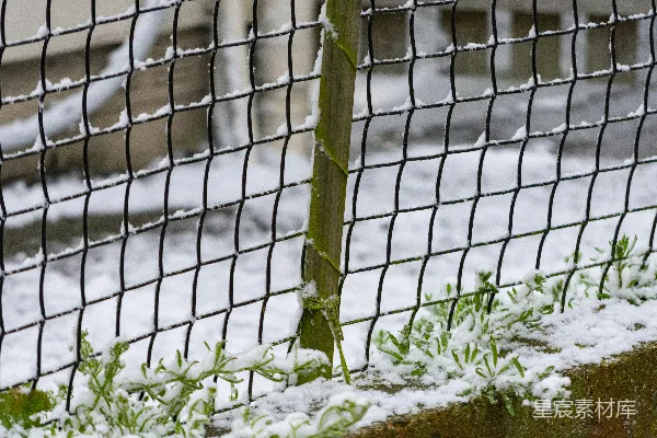 高清摄影 一只鸟站在雪地里的栅栏上