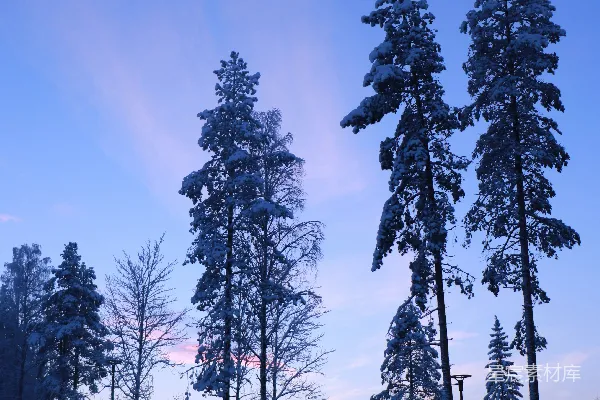 高清摄影 一群站在雪中的树