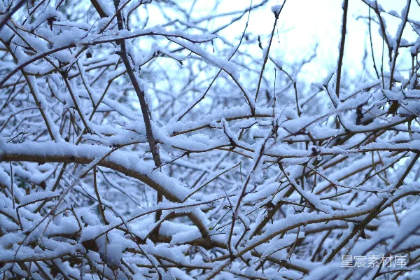 高清摄影 一只鸟栖息在覆盖着白雪的树干上。