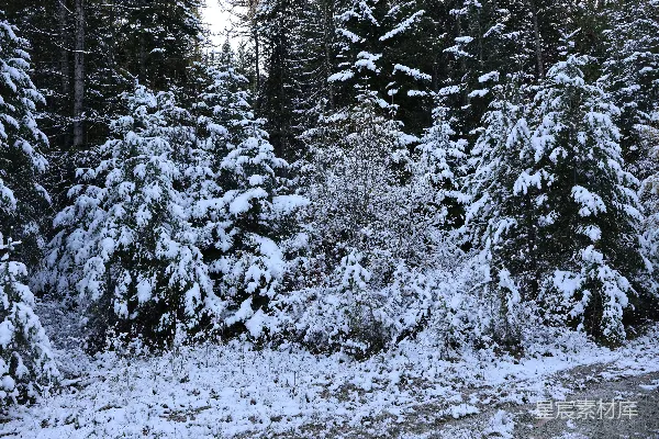 高清摄影 覆盖着白雪的森林里有很多树木