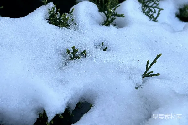 高清摄影 一片雪地上的植物群落