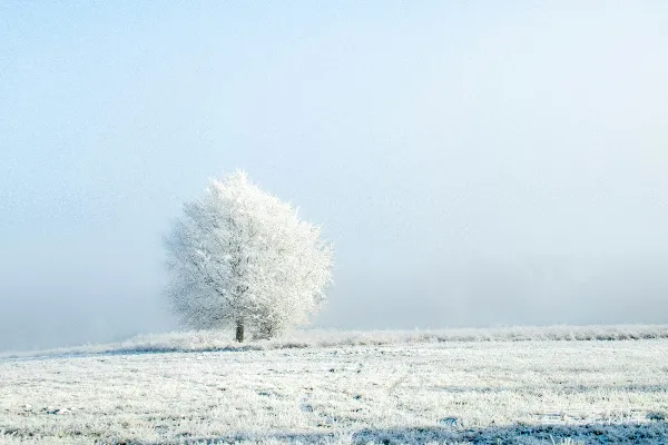 高清摄影 一棵孤树矗立在一片雪地的中间。