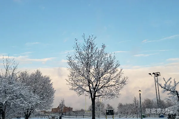 高清摄影 白天蓝天下覆盖着积雪的地面上裸露的树木