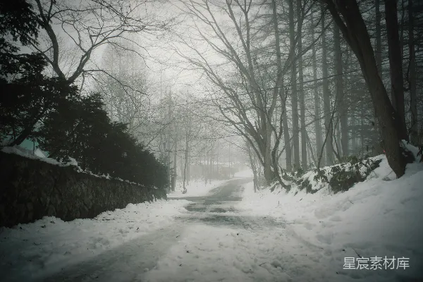高清摄影 雪覆盖的道路位于一片林区中