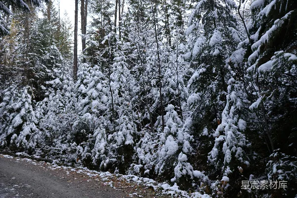 高清摄影 被雪覆盖的树木环绕的道路