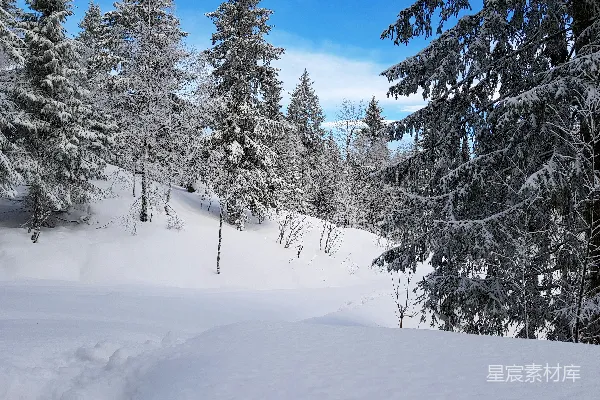 高清摄影 山中覆盖着白雪的树木