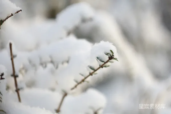 高清摄影 树干上的一处特写镜头中的雪