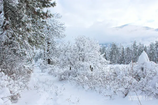 高清摄影 覆盖着白雪的森林里充满了树木